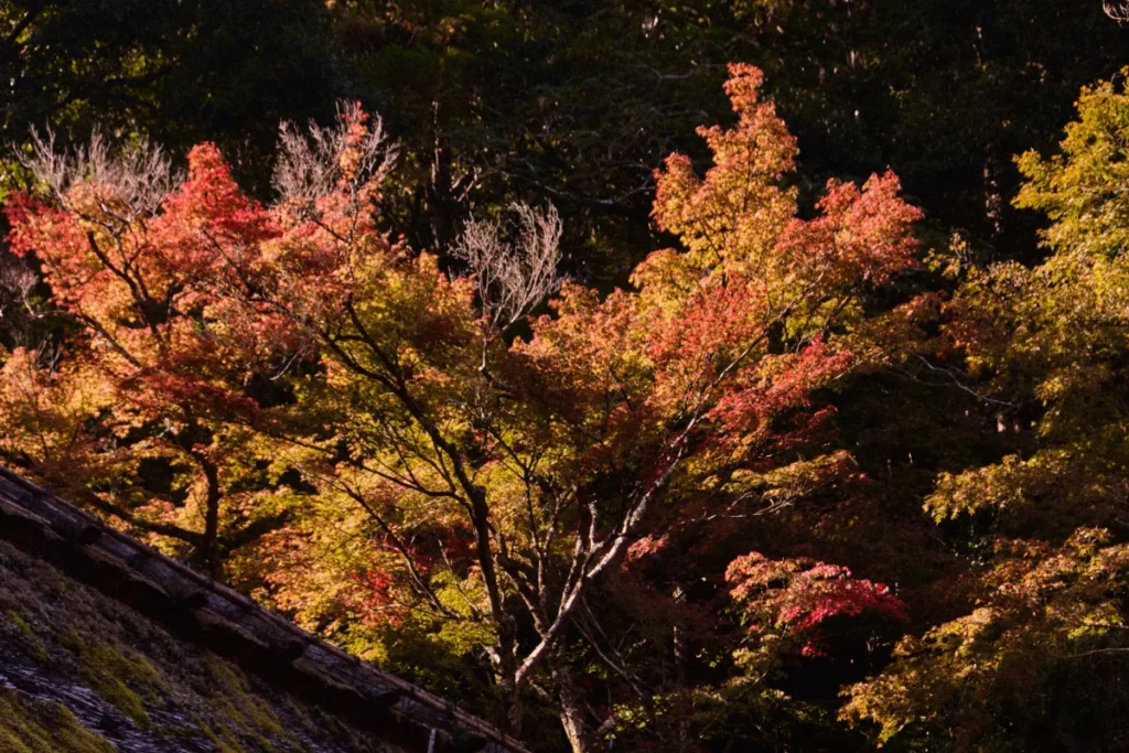 Hojas rojas de momiji en otoño; ejemplo claro para decidir cuándo viajar a Japón.