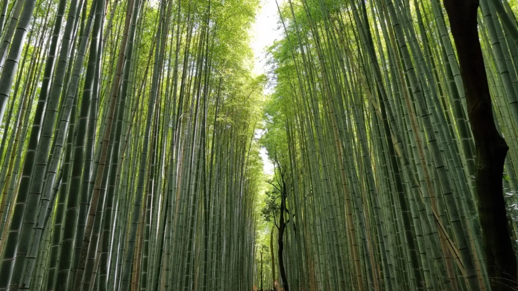 Bosque de bambú cerca de Kioto, uno de los paisajes más icónicos de Japón.