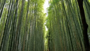 Bosque de bambú cerca de Kioto, uno de los paisajes más icónicos de Japón.