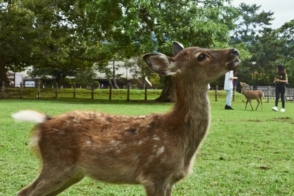 Ciervos en libertad en el parque de Nara cerca de Osaka