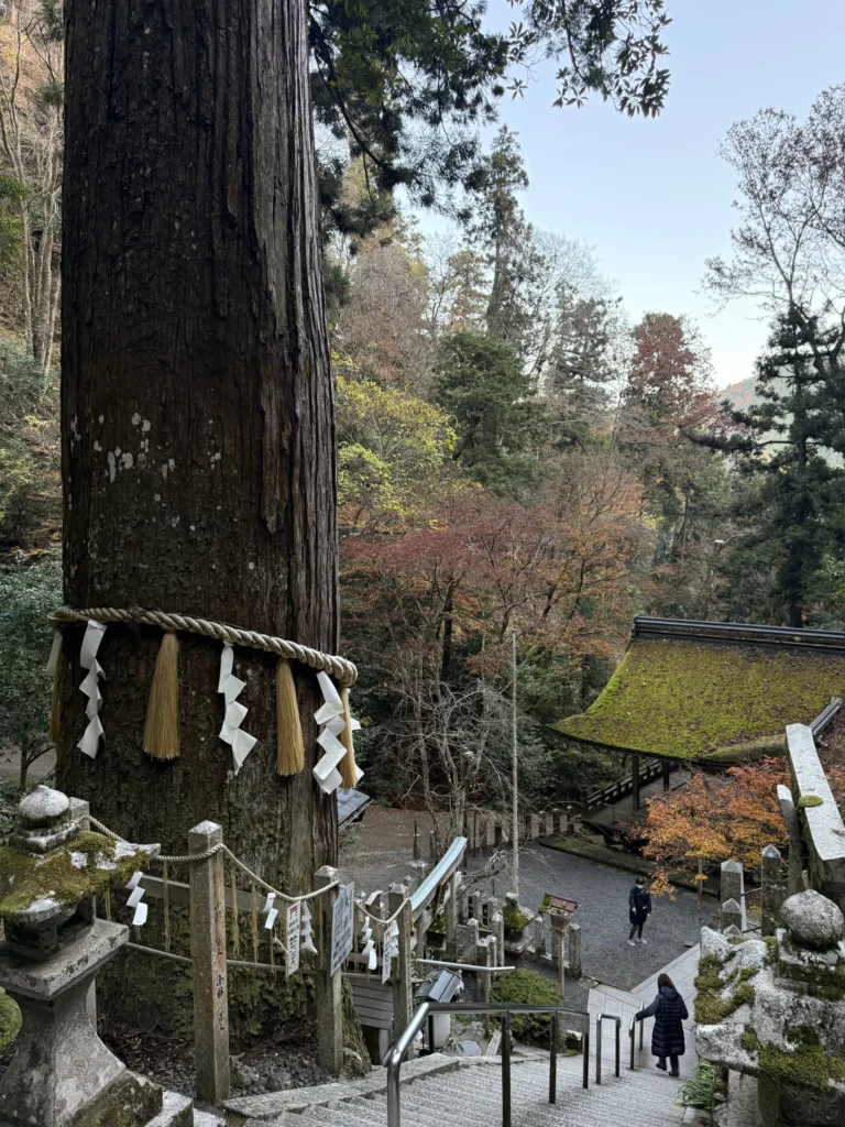 Árbol sagrado con cuerda shimenawa en un santuario japonés, símbolo de la religión en Japón