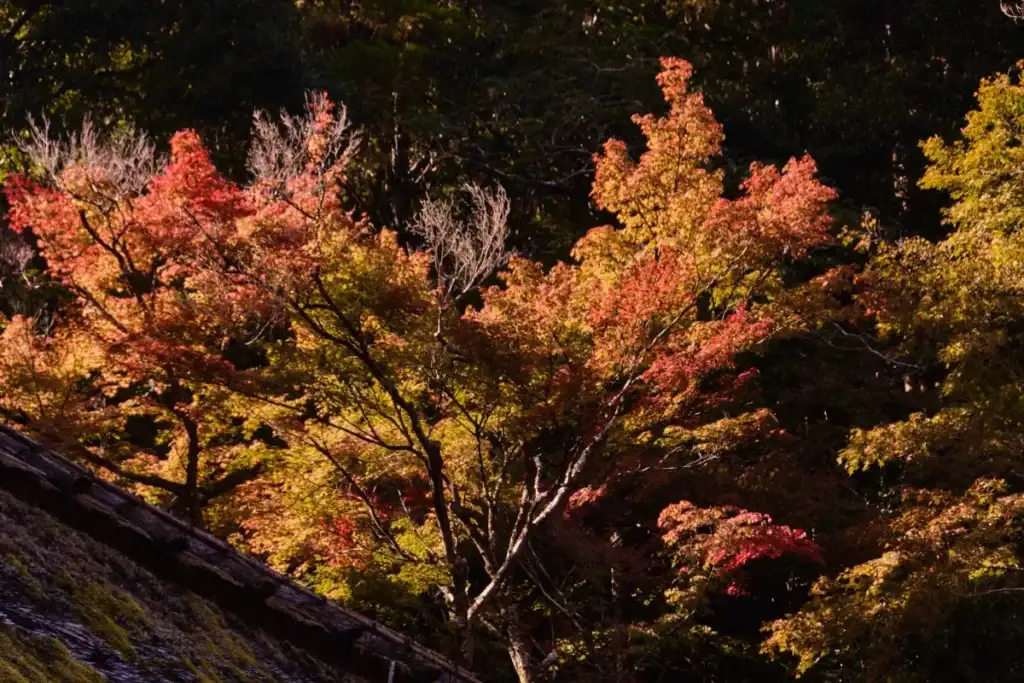Hojas rojas de momiji en otoño; ejemplo claro para decidir cuándo viajar a Japón.